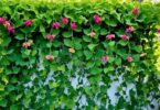I am looking for a flowering vine for a shady corner of my garden