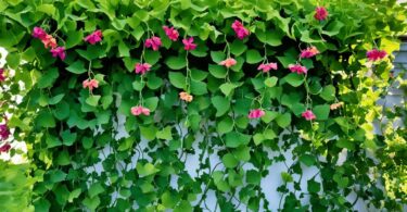 I am looking for a flowering vine for a shady corner of my garden